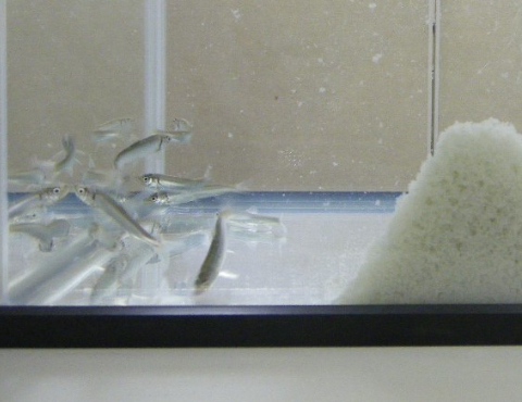 環境に優しい確かな安全性