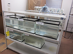 鮎（あゆ）への薬物被害を調査・研鑽しています。