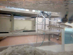 鮎（あゆ）への薬物被害を調査・研鑽しています。